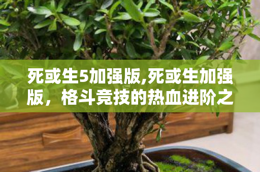 死或生5加强版,死或生加强版，格斗竞技的热血进阶之旅