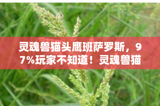 灵魂兽猫头鹰班萨罗斯,97%玩家不知道!灵魂兽猫头鹰在主机/PC/手游的操控差距竟差出3个次元 灵魂兽猫头鹰班萨罗斯,97%玩家不知道!灵魂兽猫头鹰在主机/PC/手游的操控差距竟差出3个次元