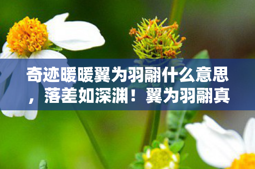 奇迹暖暖翼为羽翮什么意思,落差如深渊!翼为羽翮真相揭晓,笑着骂完,却哭着又上线了 奇迹暖暖翼为羽翮什么意思,落差如深渊!翼为羽翮真相揭晓,笑着骂完,却哭着又上线了