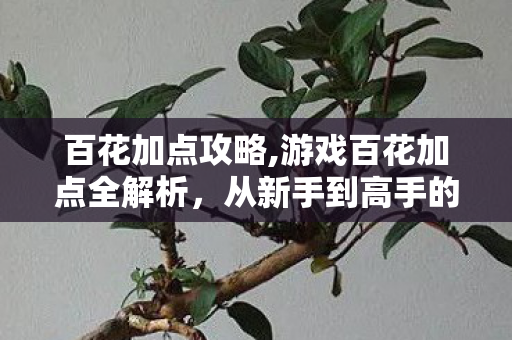 百花加点攻略,游戏百花加点全解析，从新手到高手的属性搭配指南