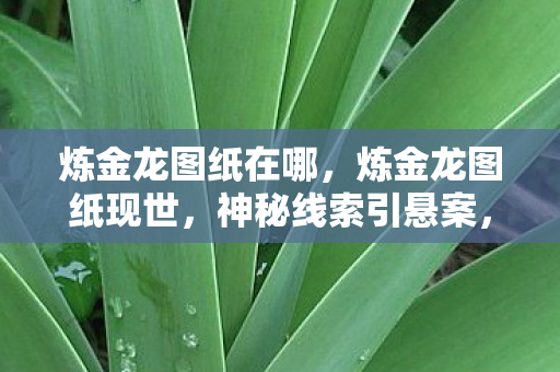 炼金龙图纸在哪，炼金龙图纸现世，神秘线索引悬案，毛骨悚然真相待揭！
