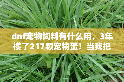 dnf宠物饲料有什么用,3年攒了217颗宠物蛋!当我把它们全砸向深渊时,服务器突然…… dnf宠物饲料有什么用,3年攒了217颗宠物蛋!当我把它们全砸向深渊时,服务器突然……