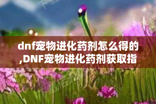 dnf宠物进化药剂怎么得的,DNF宠物进化药剂获取指南 轻松解锁萌宠高阶形态 dnf宠物进化药剂怎么得的,DNF宠物进化药剂获取指南 轻松解锁萌宠高阶形态