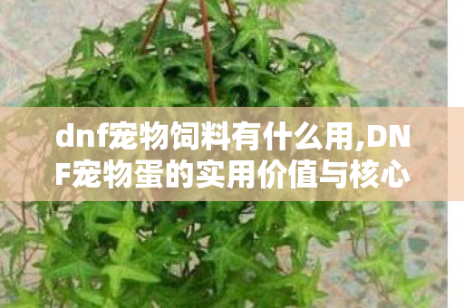 dnf宠物饲料有什么用,DNF宠物蛋的实用价值与核心作用详解