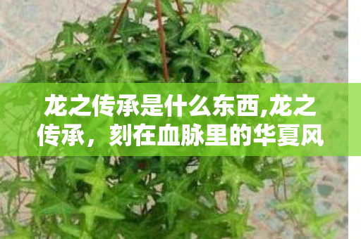 龙之传承是什么东西,龙之传承,刻在血脉里的华夏风骨 龙之传承是什么东西,龙之传承,刻在血脉里的华夏风骨