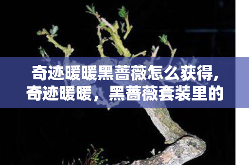 奇迹暖暖黑蔷薇怎么获得,奇迹暖暖,黑蔷薇套装里的暗夜绮梦 奇迹暖暖黑蔷薇怎么获得,奇迹暖暖,黑蔷薇套装里的暗夜绮梦