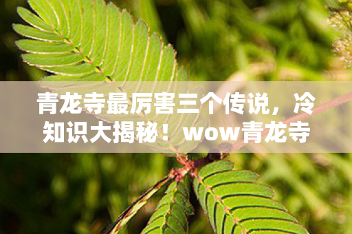 青龙寺最厉害三个传说,冷知识大揭秘!wow青龙寺隐藏设计颠覆认知,让你目瞪口呆! 青龙寺最厉害三个传说,冷知识大揭秘!wow青龙寺隐藏设计颠覆认知,让你目瞪口呆!