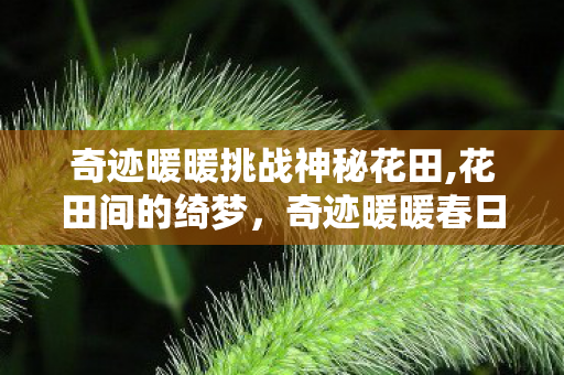 奇迹暖暖挑战神秘花田,花田间的绮梦,奇迹暖暖春日摄影会 奇迹暖暖挑战神秘花田,花田间的绮梦,奇迹暖暖春日摄影会