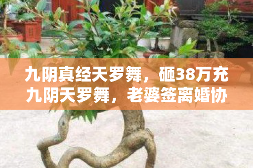 九阴真经天罗舞，砸38万充九阴天罗舞，老婆签离婚协议才知，这舞跳碎了我的家！