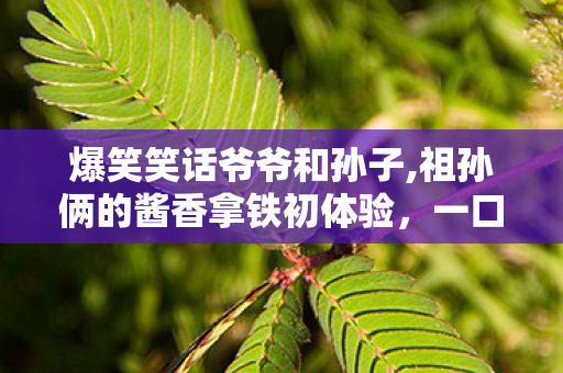 爆笑笑话爷爷和孙子,祖孙俩的酱香拿铁初体验,一口下去的爆笑日常 爆笑笑话爷爷和孙子,祖孙俩的酱香拿铁初体验,一口下去的爆笑日常