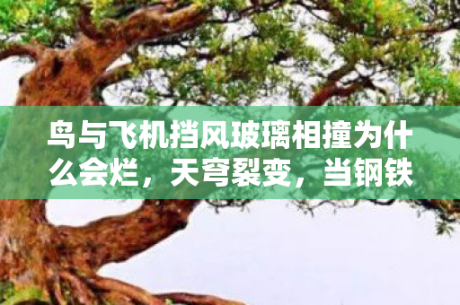 鸟与飞机挡风玻璃相撞为什么会烂,天穹裂变,当钢铁之躯撞碎自由悖论,谁在云端审判存在? 鸟与飞机挡风玻璃相撞为什么会烂,天穹裂变,当钢铁之躯撞碎自由悖论,谁在云端审判存在?