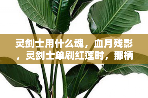 灵剑士用什么魂,血月残影,灵剑士单刷红莲时,那柄消失的剑与未解的死亡密码 灵剑士用什么魂,血月残影,灵剑士单刷红莲时,那柄消失的剑与未解的死亡密码