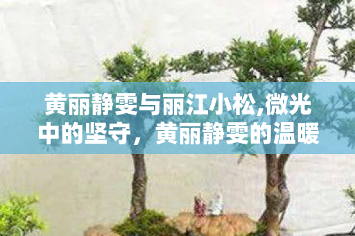 黄丽静雯与丽江小松,微光中的坚守,黄丽静雯的温暖日常 黄丽静雯与丽江小松,微光中的坚守,黄丽静雯的温暖日常