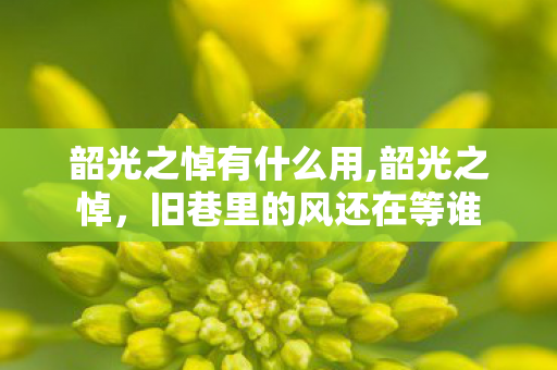 韶光之悼有什么用,韶光之悼,旧巷里的风还在等谁 韶光之悼有什么用,韶光之悼,旧巷里的风还在等谁