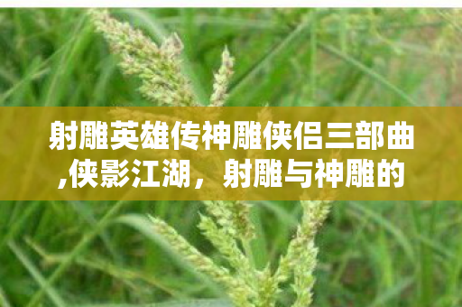 射雕英雄传神雕侠侣三部曲,侠影江湖,射雕与神雕的传世回响 射雕英雄传神雕侠侣三部曲,侠影江湖,射雕与神雕的传世回响