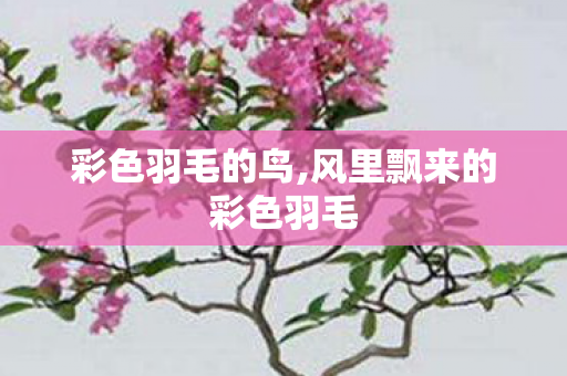彩色羽毛的鸟,风里飘来的彩色羽毛 彩色羽毛的鸟,风里飘来的彩色羽毛