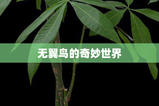 无翼鸟的奇妙世界 无翼鸟的奇妙世界