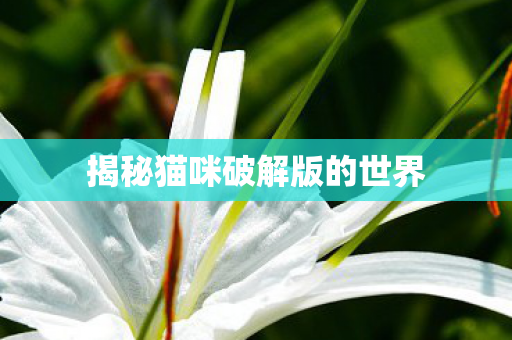 揭秘猫咪破解版的世界 揭秘猫咪破解版的世界