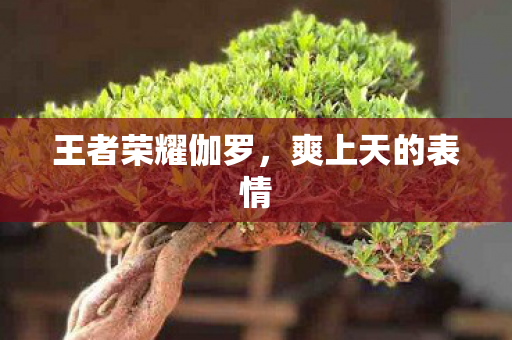 王者荣耀伽罗,爽上天的表情 王者荣耀伽罗,爽上天的表情