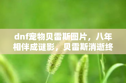 dnf宠物贝雷斯图片,八年相伴成谜影,贝雷斯消逝终泪目 dnf宠物贝雷斯图片,八年相伴成谜影,贝雷斯消逝终泪目