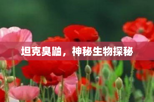 坦克臭鼬,神秘生物探秘 坦克臭鼬,神秘生物探秘