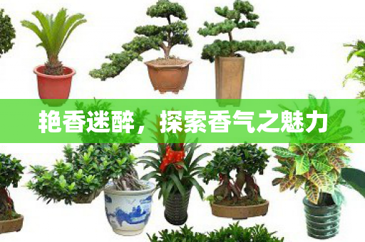 艳香迷醉,探索香气之魅力 艳香迷醉,探索香气之魅力