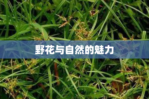 野花与自然的魅力 野花与自然的魅力