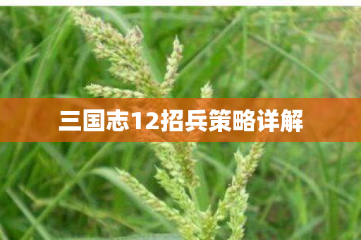 三国志12招兵策略详解 三国志12招兵策略详解