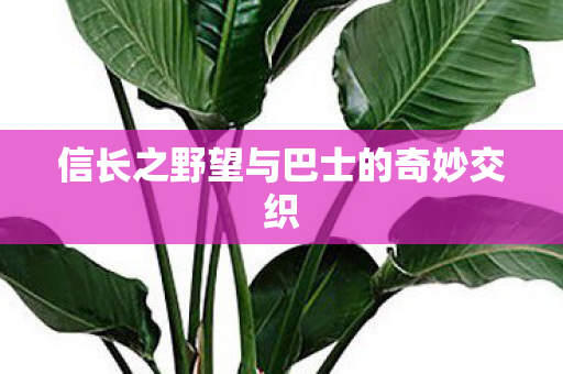 信长之野望与巴士的奇妙交织 信长之野望与巴士的奇妙交织