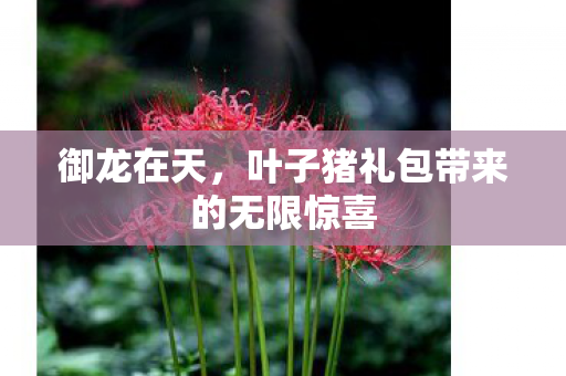御龙在天，叶子猪礼包带来的无限惊喜