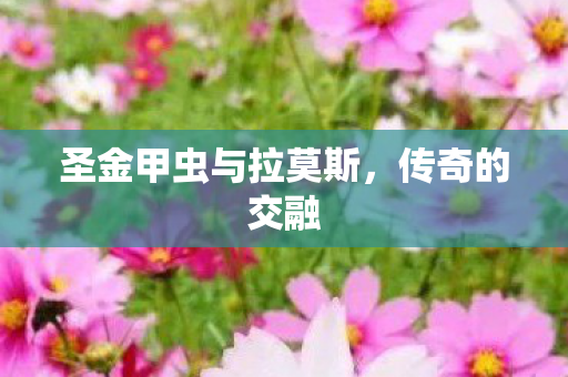 圣金甲虫与拉莫斯,传奇的交融 圣金甲虫与拉莫斯,传奇的交融
