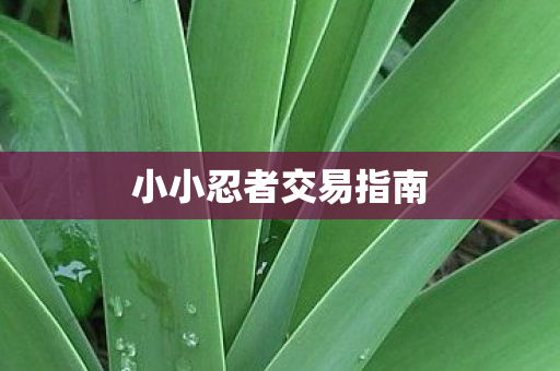 小小忍者交易指南 小小忍者交易指南