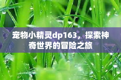 宠物小精灵dp163，探索神奇世界的冒险之旅