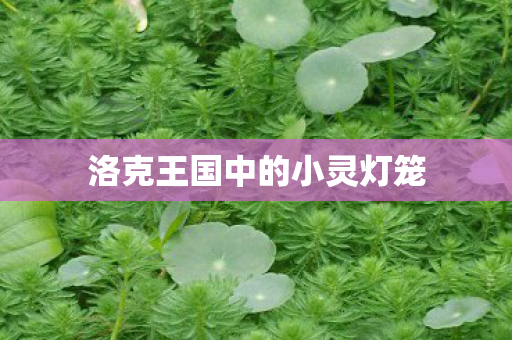 洛克王国中的小灵灯笼 洛克王国中的小灵灯笼